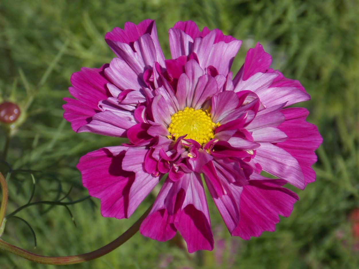 Космея Психея