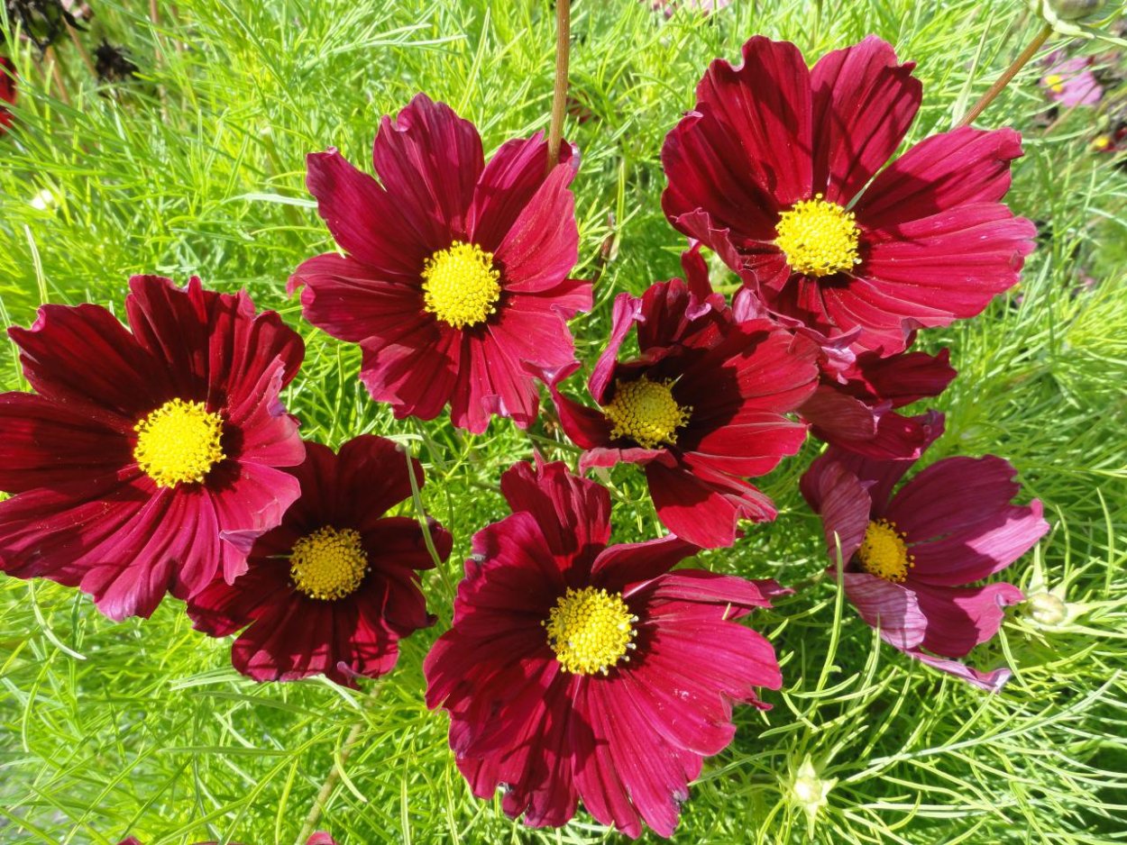 Космея Яхонт красный