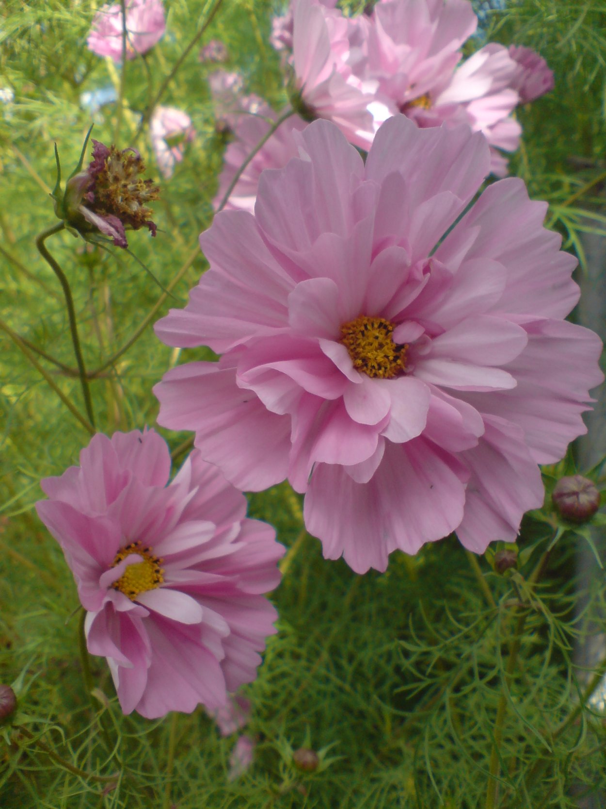 Космея Психея