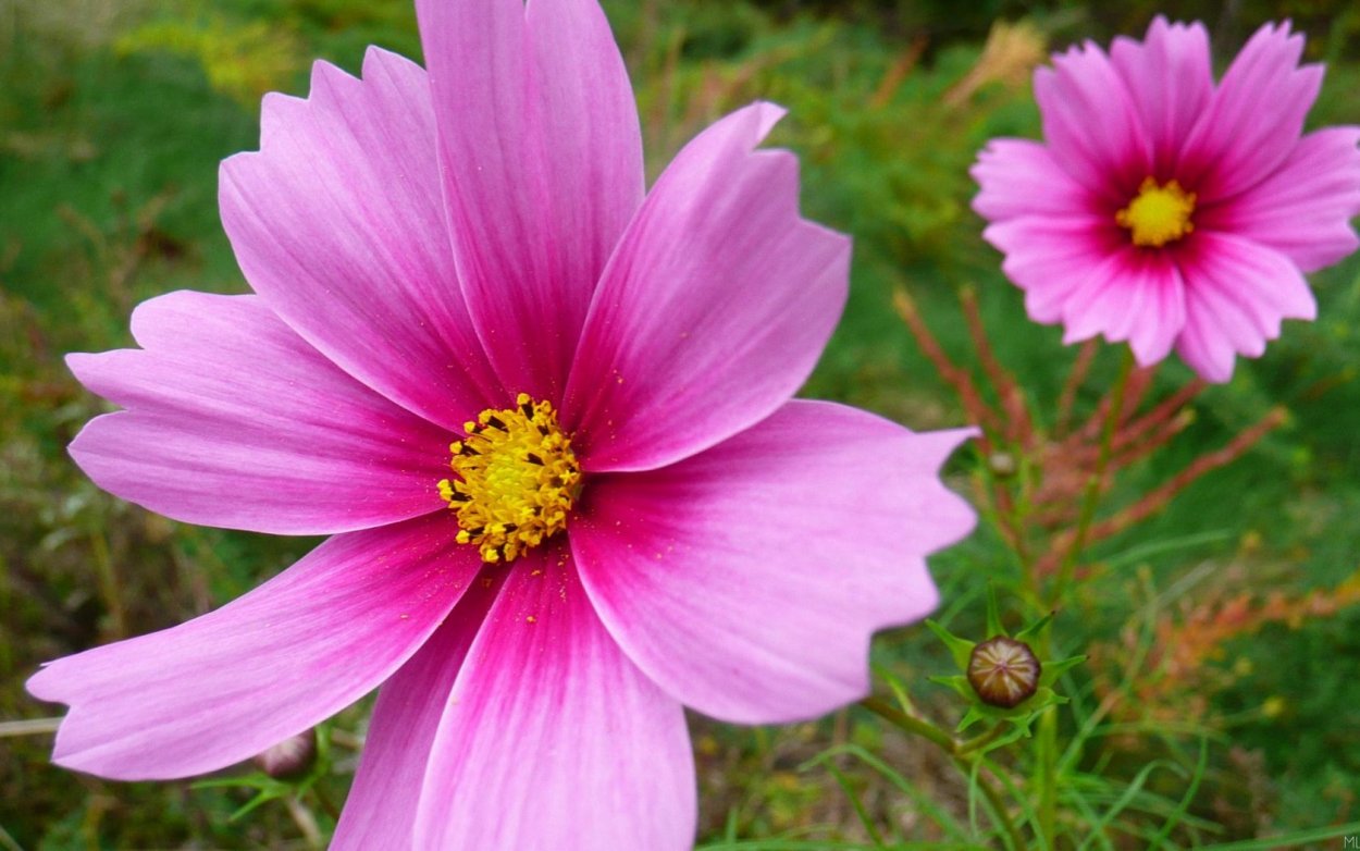 Космея дваждыперистая, космея серно-желтая