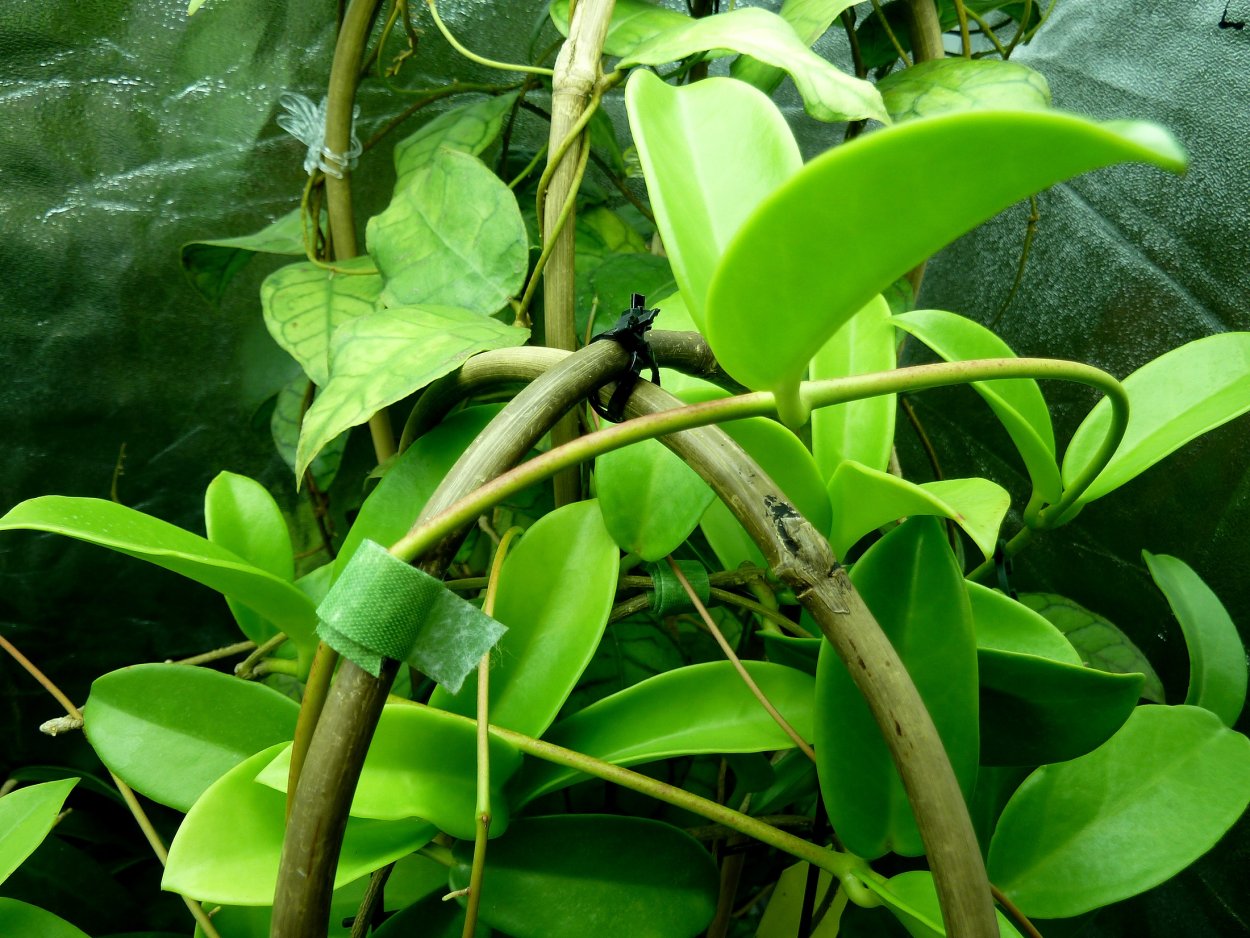 Хойя Блэк драгон