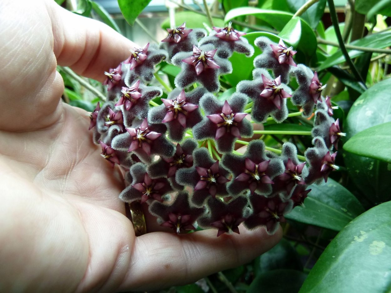Hoya pubicalyx Black Dragon