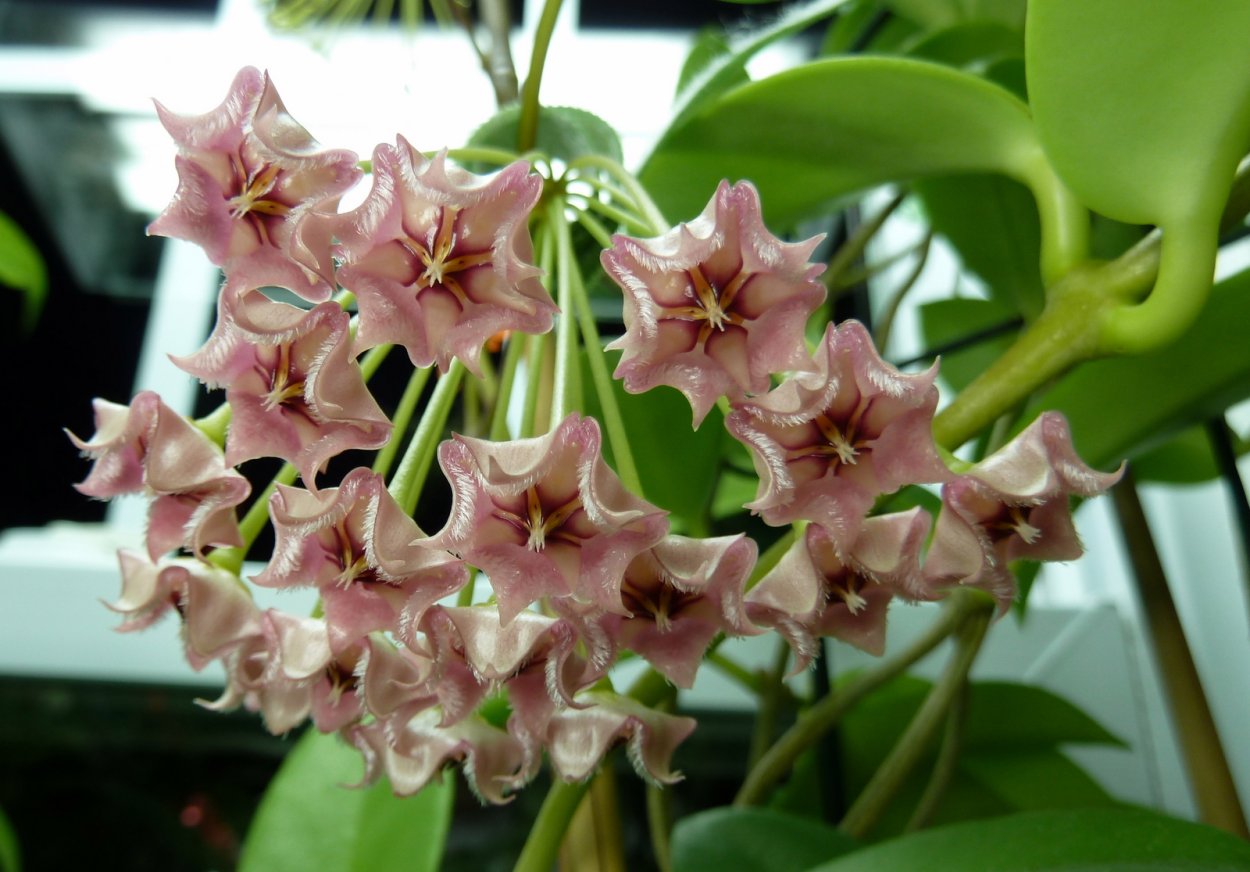 Хойя White Dragon