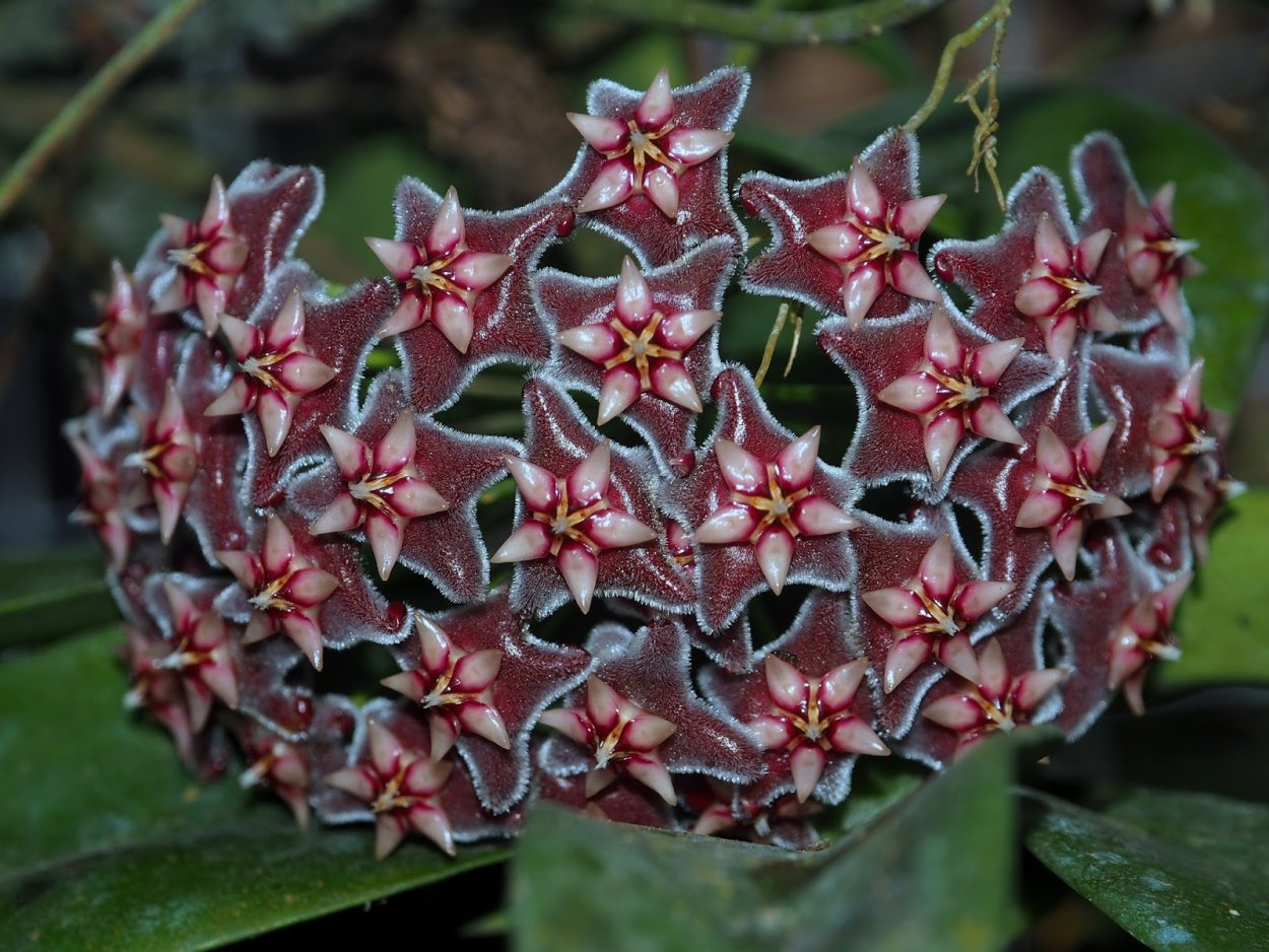 Хойя инколоник