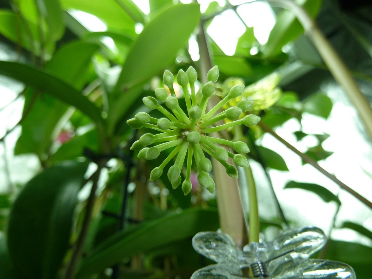 Хойя Пубикаликс Блэк