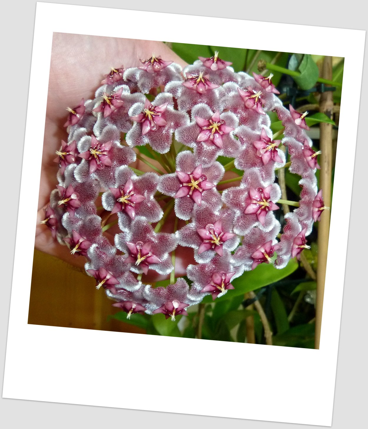 Хойя Пубикаликс Блэк