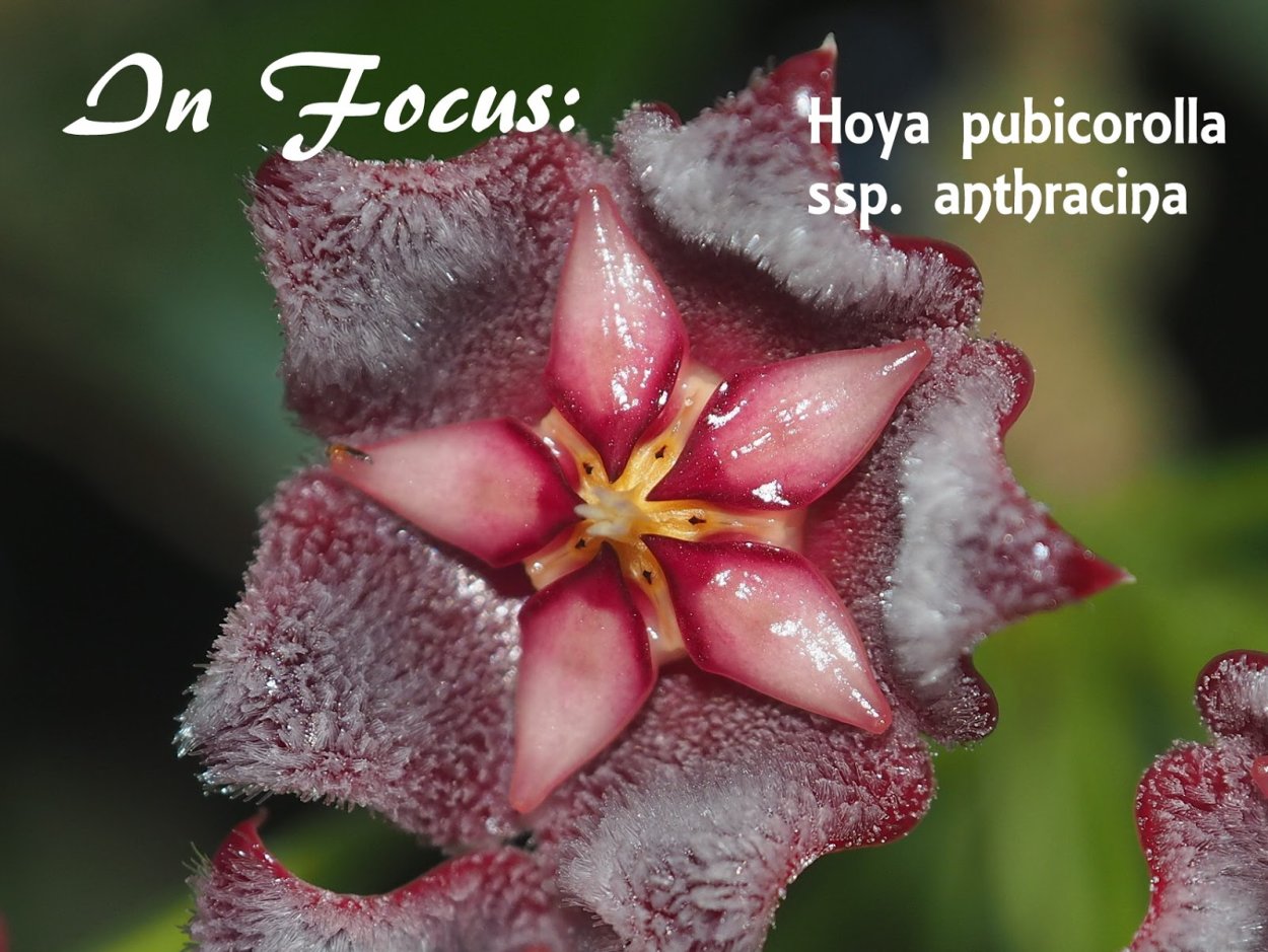 Хойя pubicalyx Philippines Black