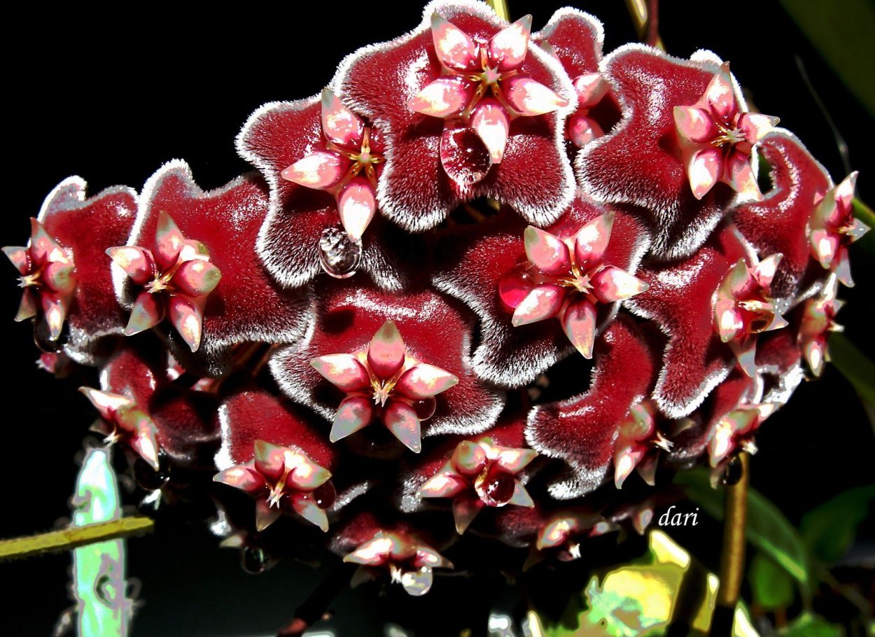 Хойя Пубикаликс Сильвер