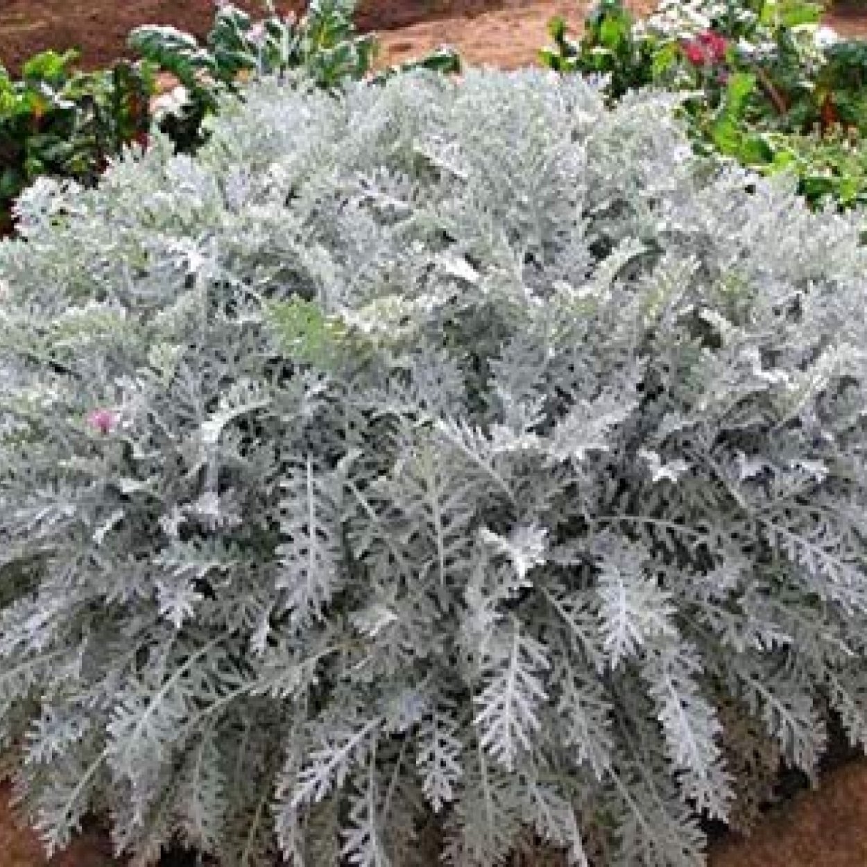 Цинерария Приморская (Senecio cineraria)
