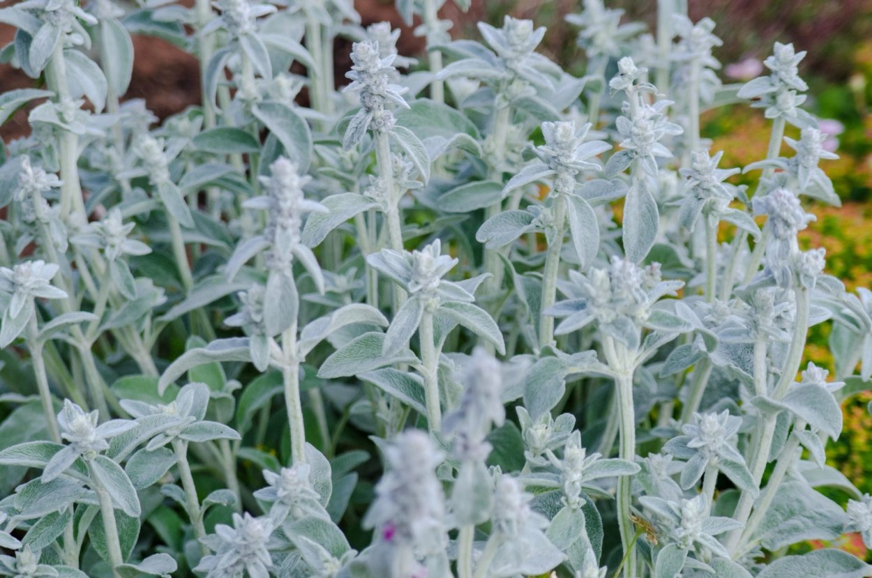 Чистец шерстистый ‘Pure Cotton’