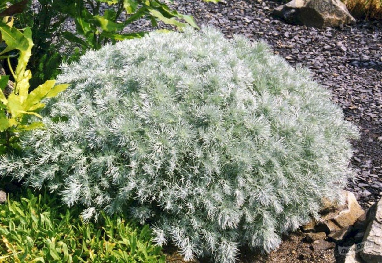 Полынь Шмидта (Artemisia schmidtiana &#96;Nana&#96;)