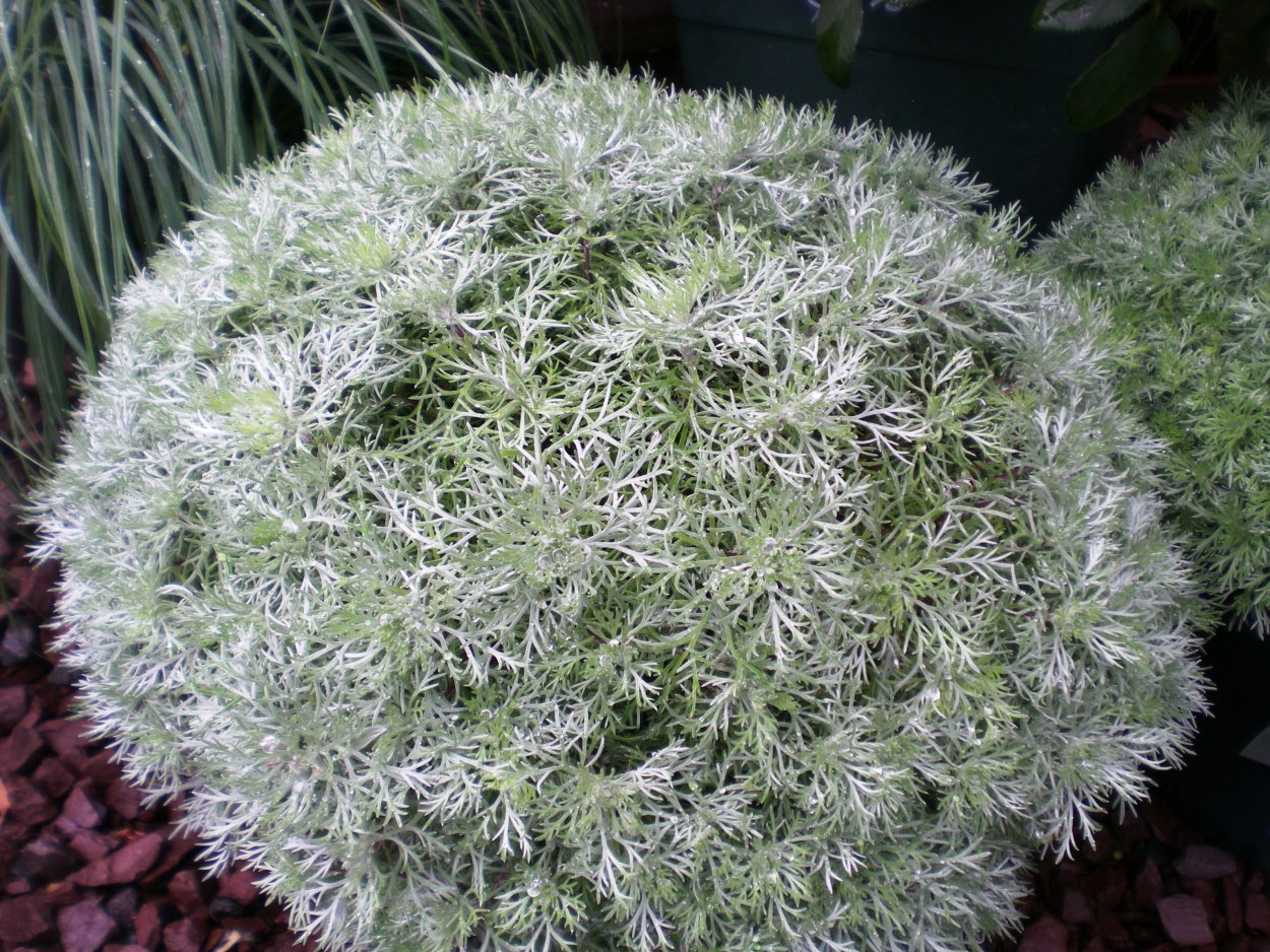 Полынь Шмидта Silver Mound