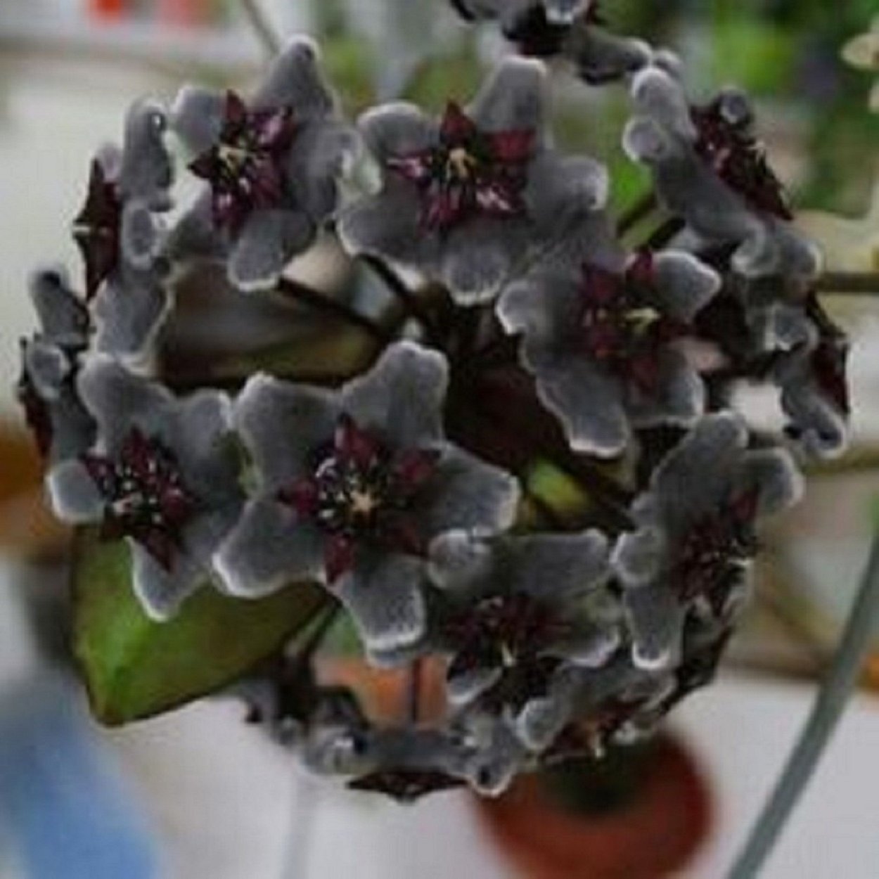 Хойя черный дракон