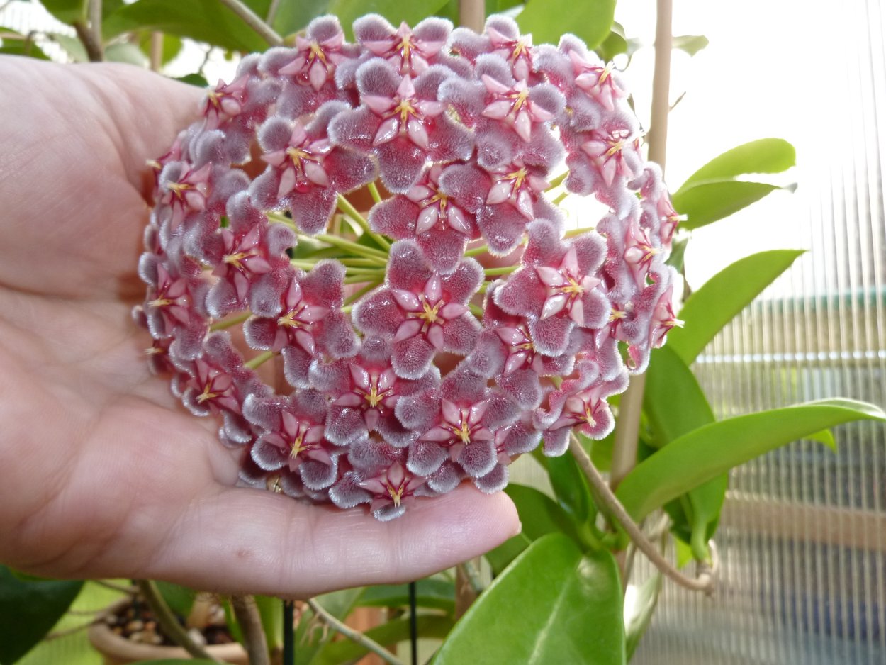 Хойя pubicalyx Black Dragon