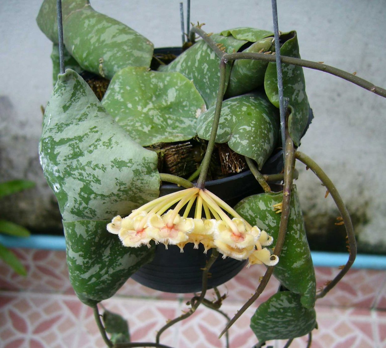 Хойя yenyen seedling