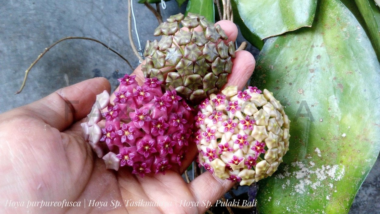 Hoya SP. MT-02