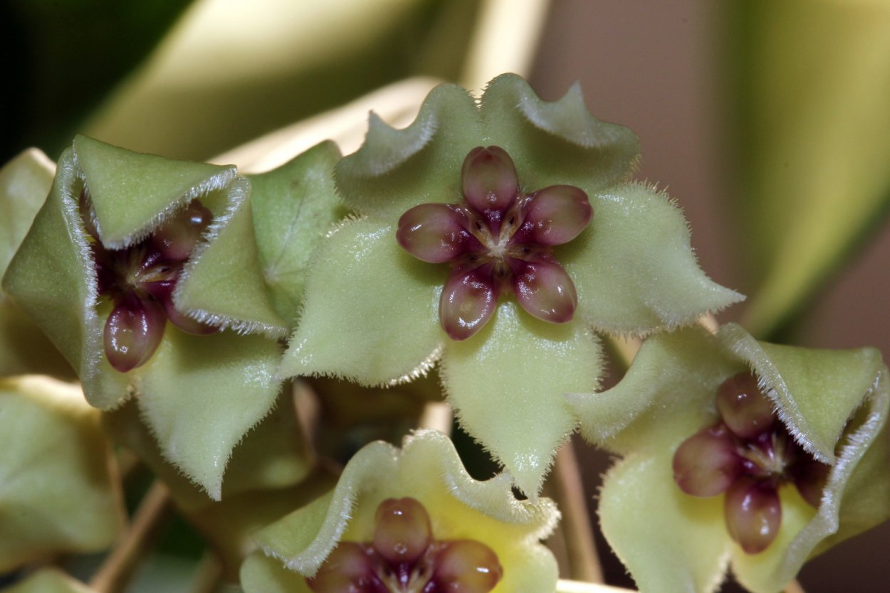 Хойя пузила Hoya pusilla