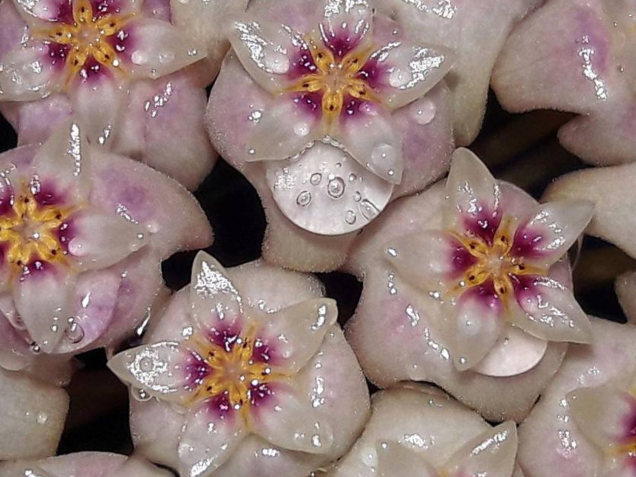 Хойя виллоза