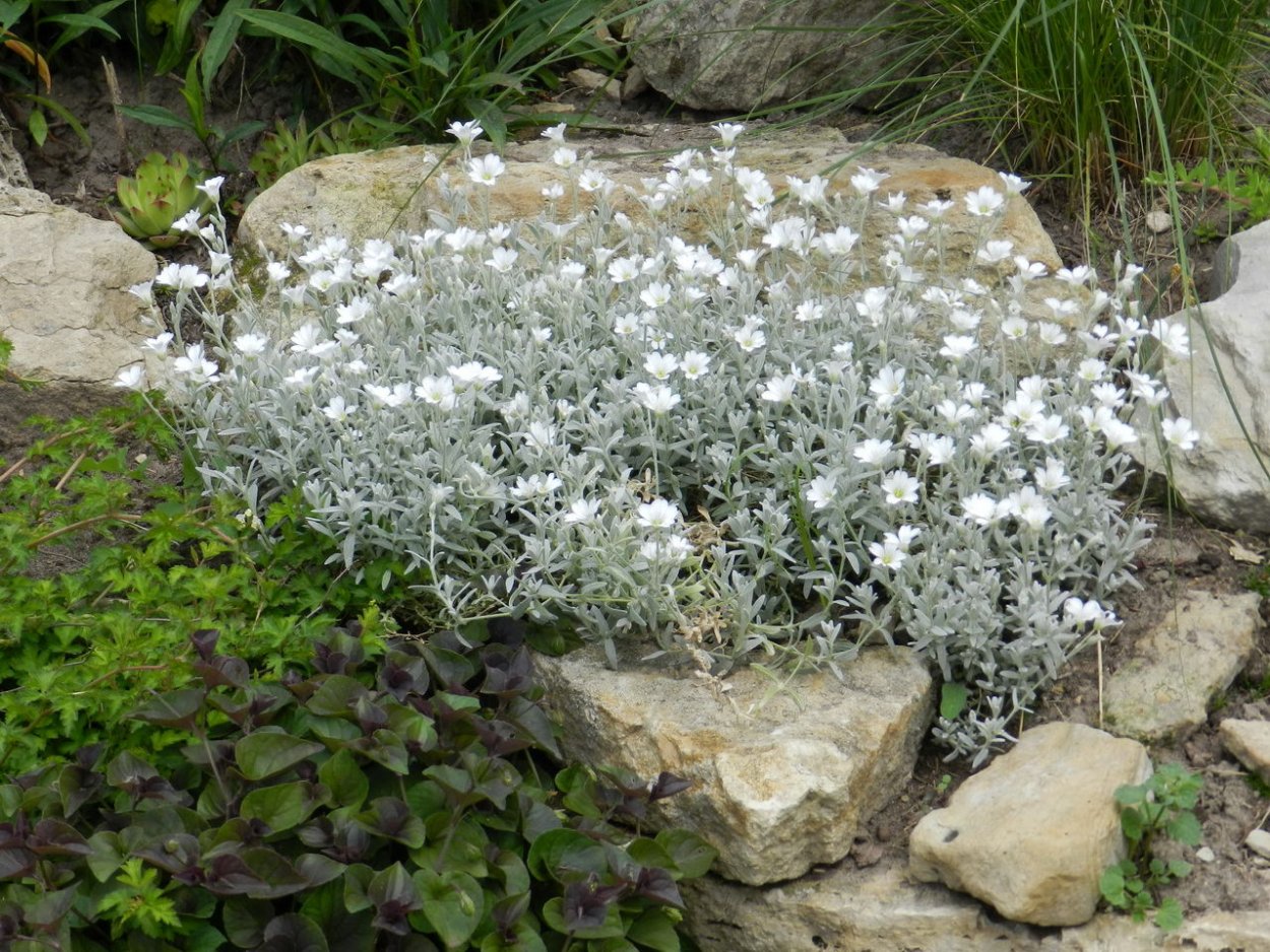 Ясколка войлочная (Cerastium tomentosum)