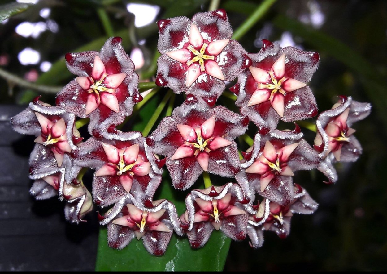 Хойя величественная Hoya Imperialis