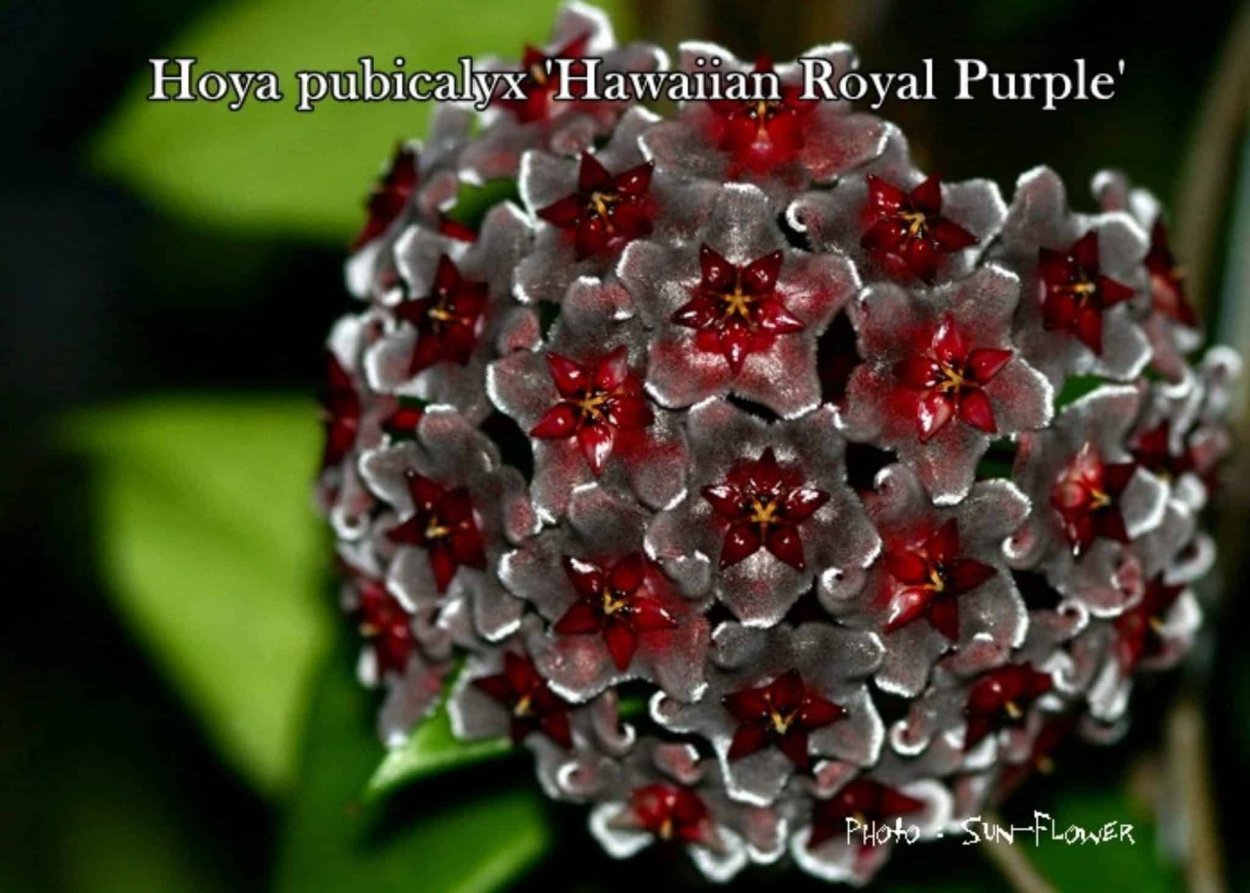 Хойя Пубикаликс Роял Гавайи перпл