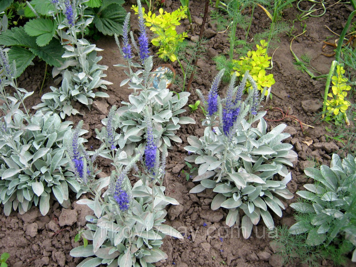 Вероника Седая