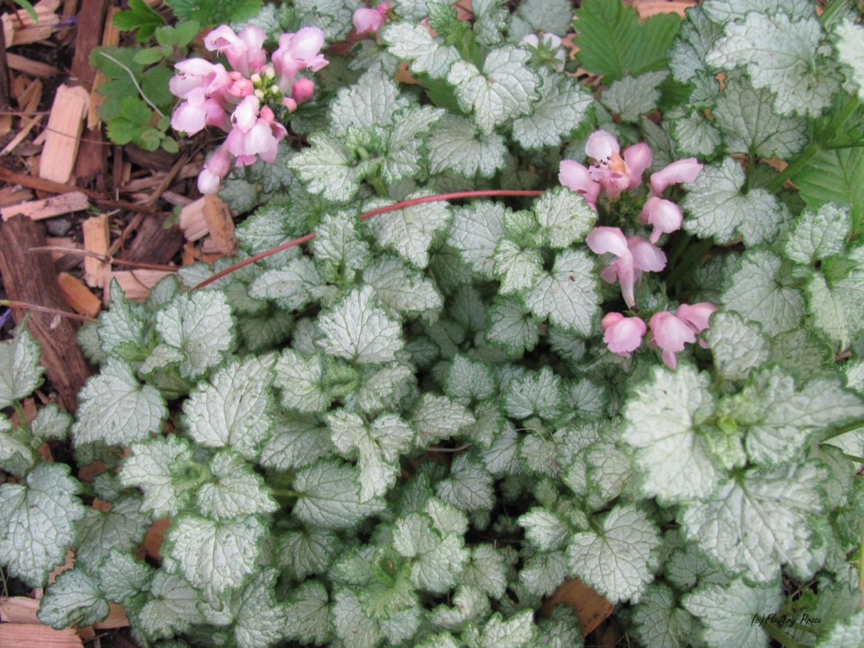 Lamium maculatum Pink Pewter
