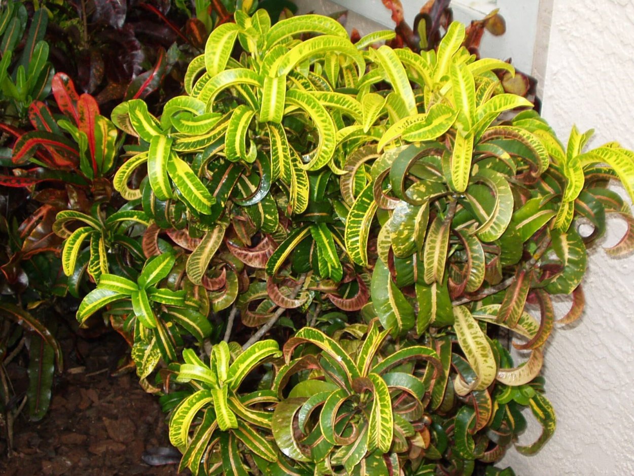 Кодиеум Рамсхорн