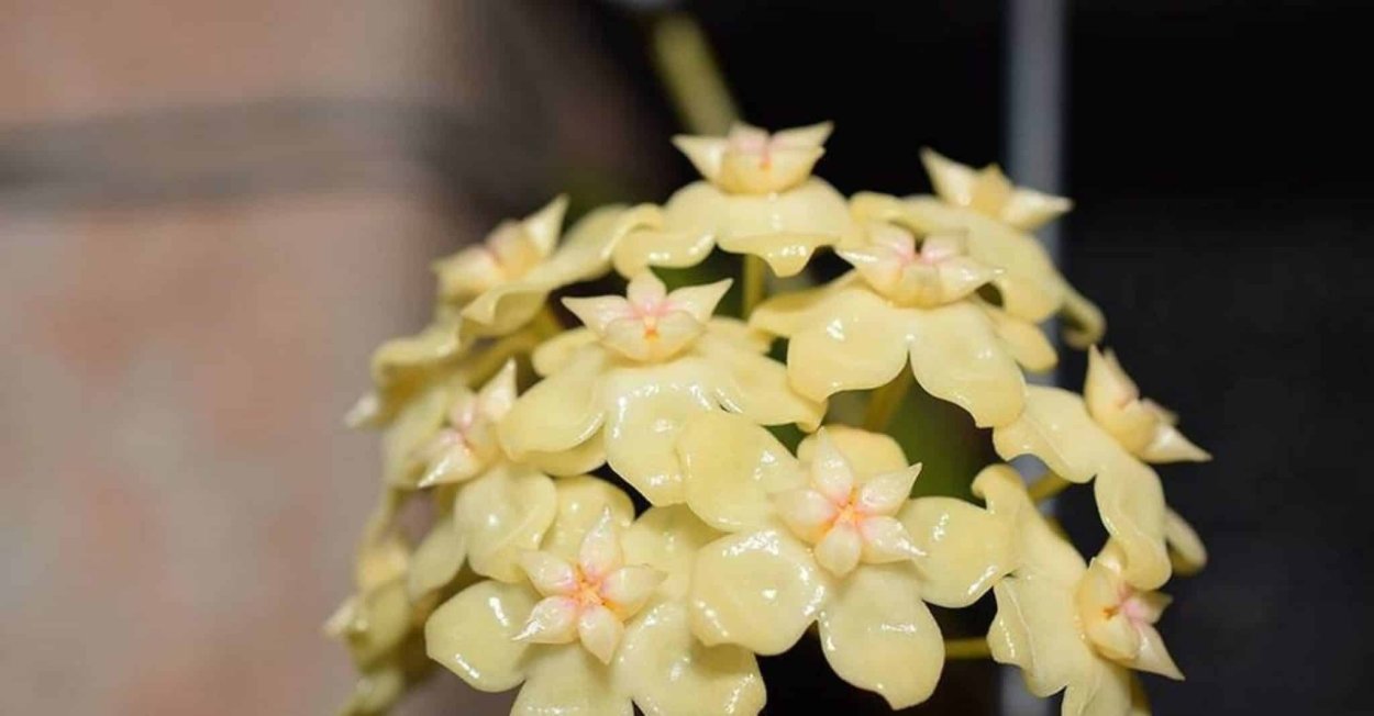 Хойя Булусан