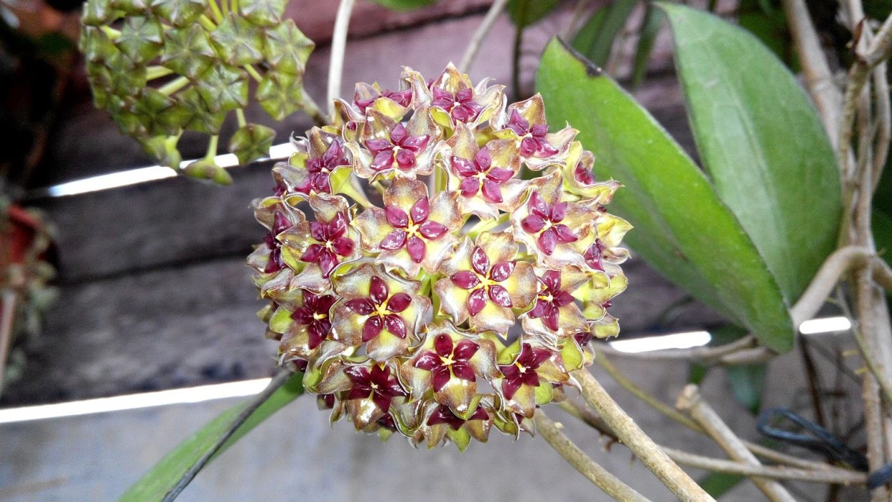 Хойя valmayoriana