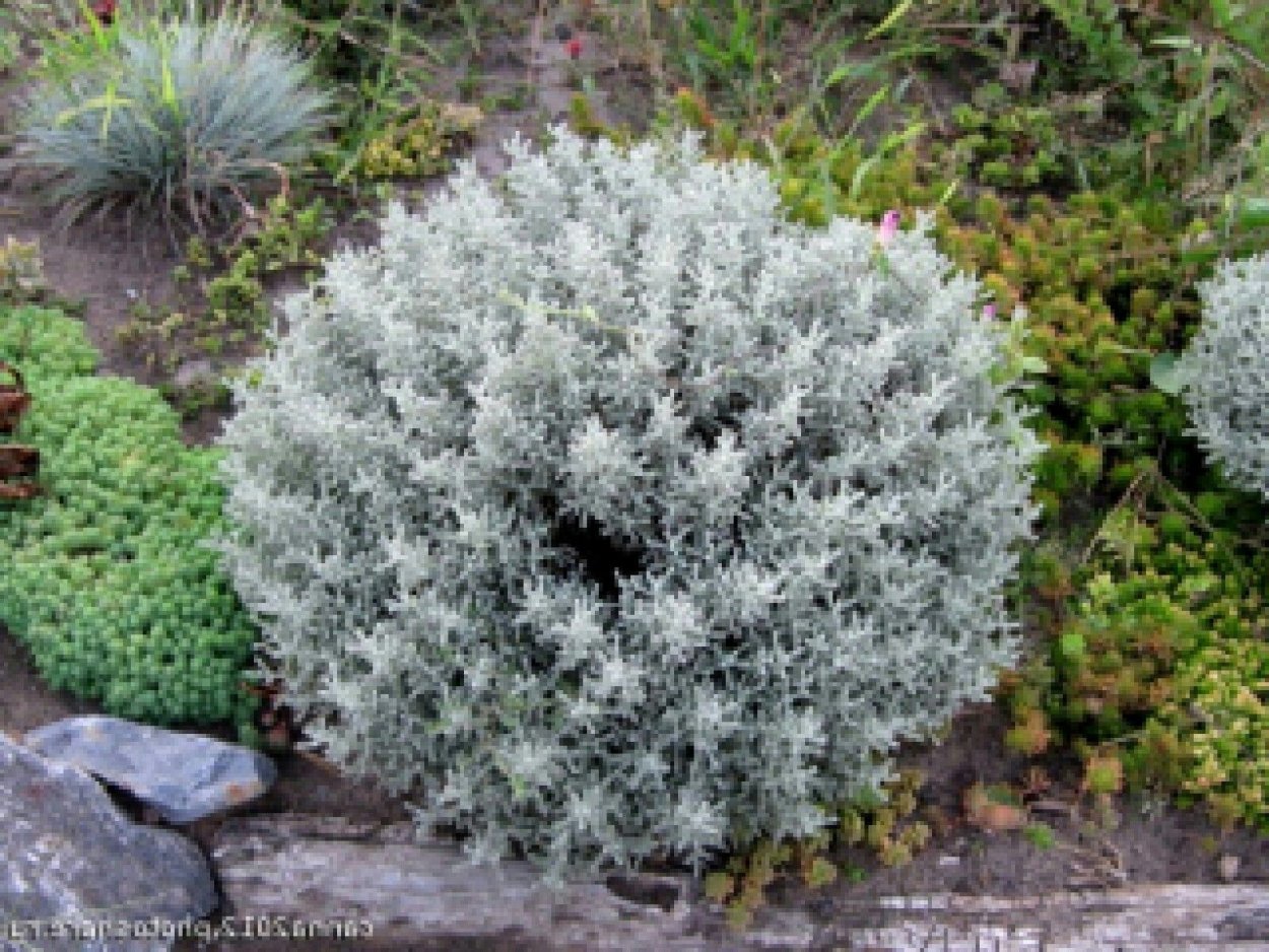 Куст сантолина серебристая