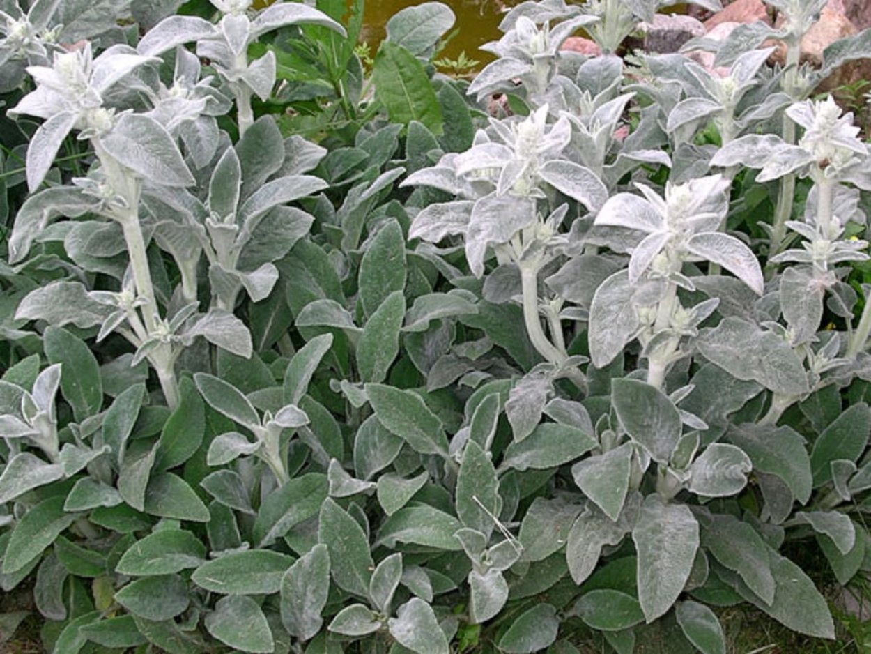 Чистец, сорт "Silver Carpet"