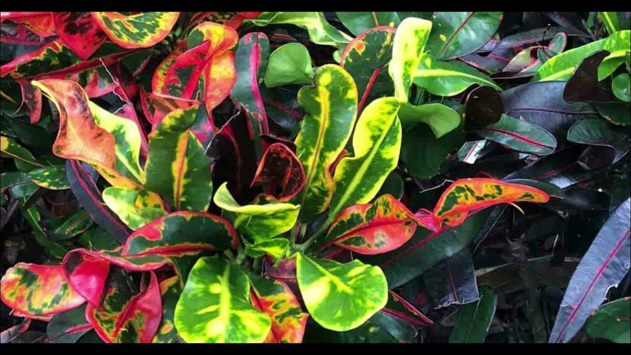 Кротон черепаховый tortile