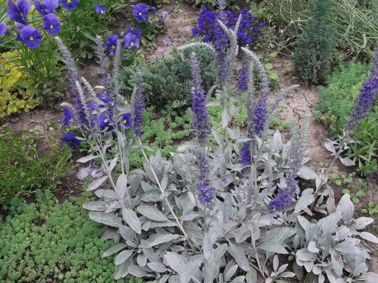 Вероника Седая