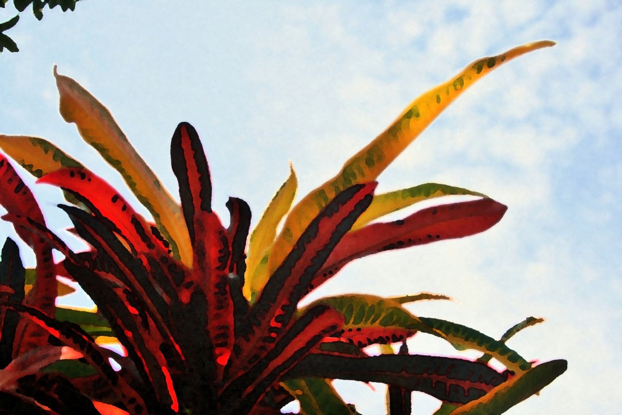 Кодиеум Кротон цветение