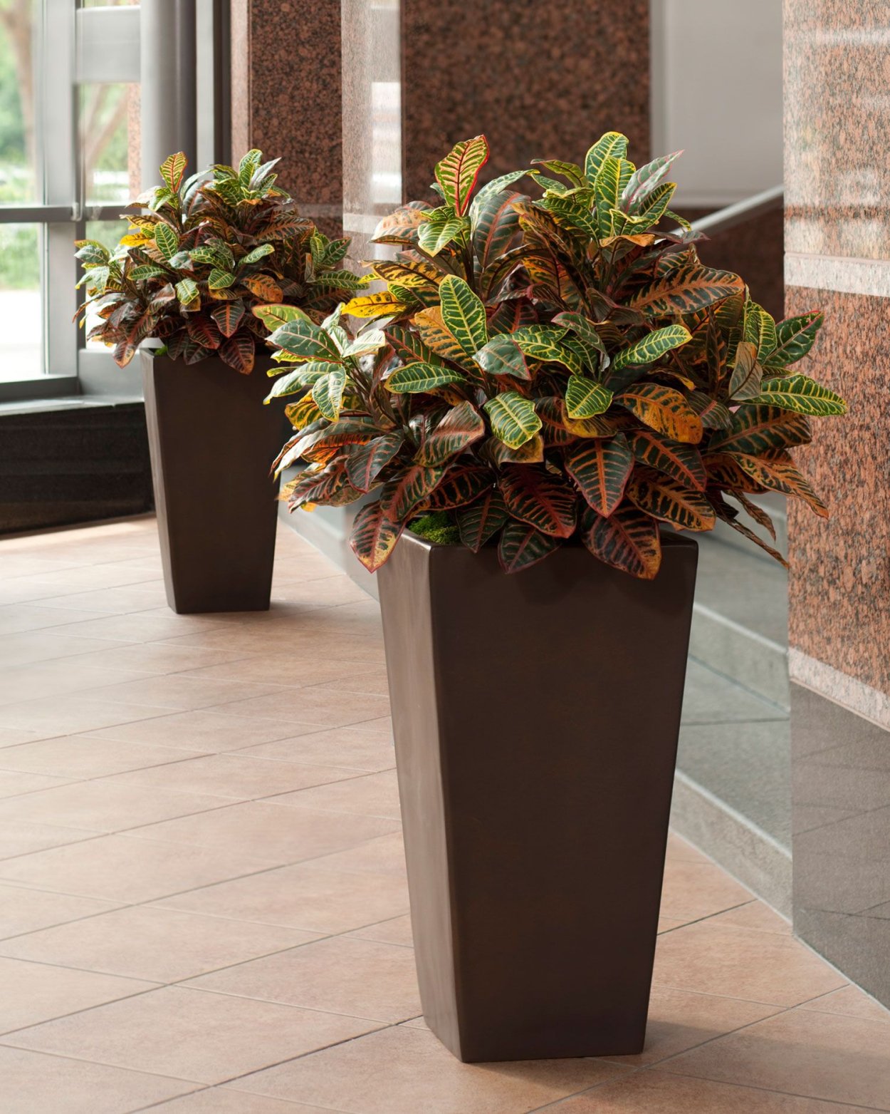 Кодиеум Кротон в горшке