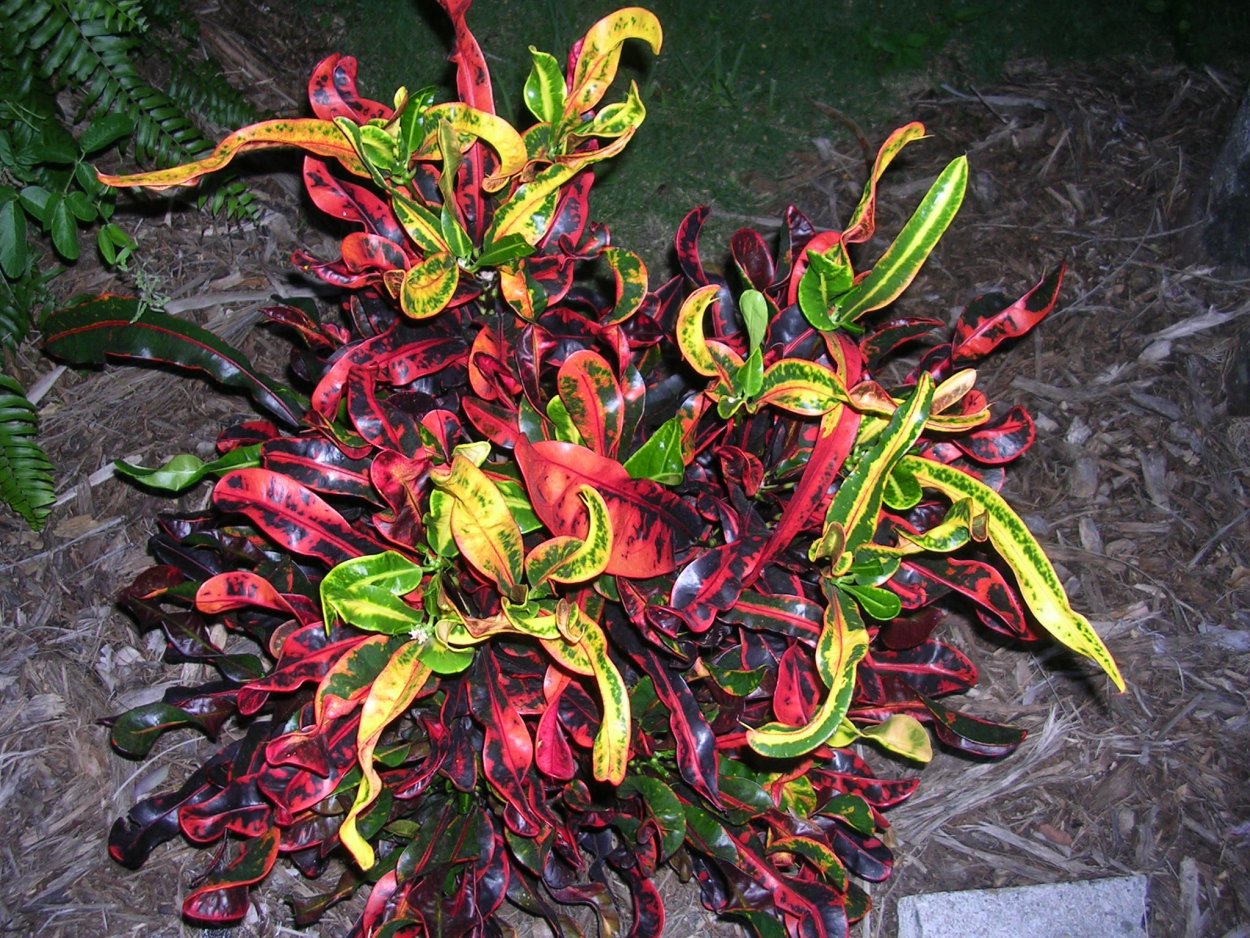 Кротон батик