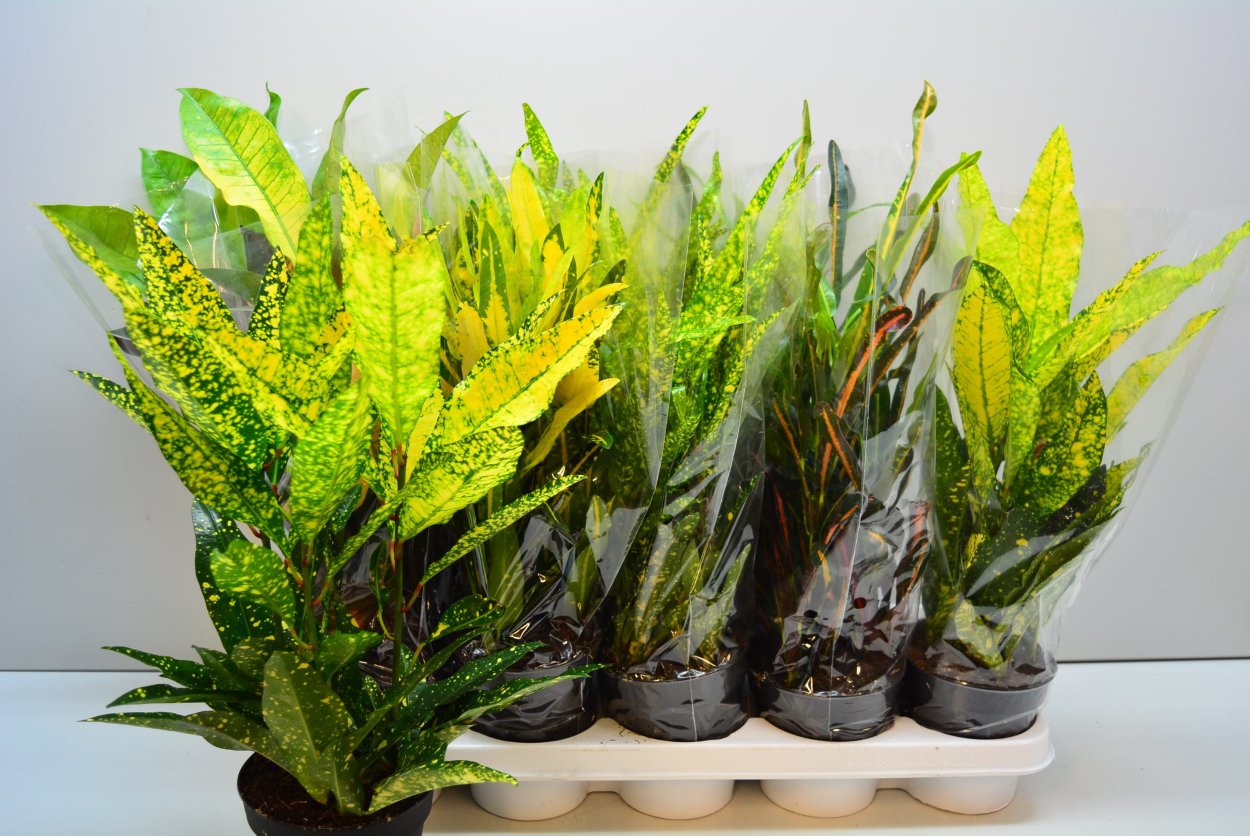 Кодиеум пёстрый