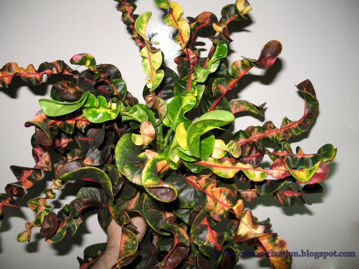 Кодиеум Кротон кудрявый