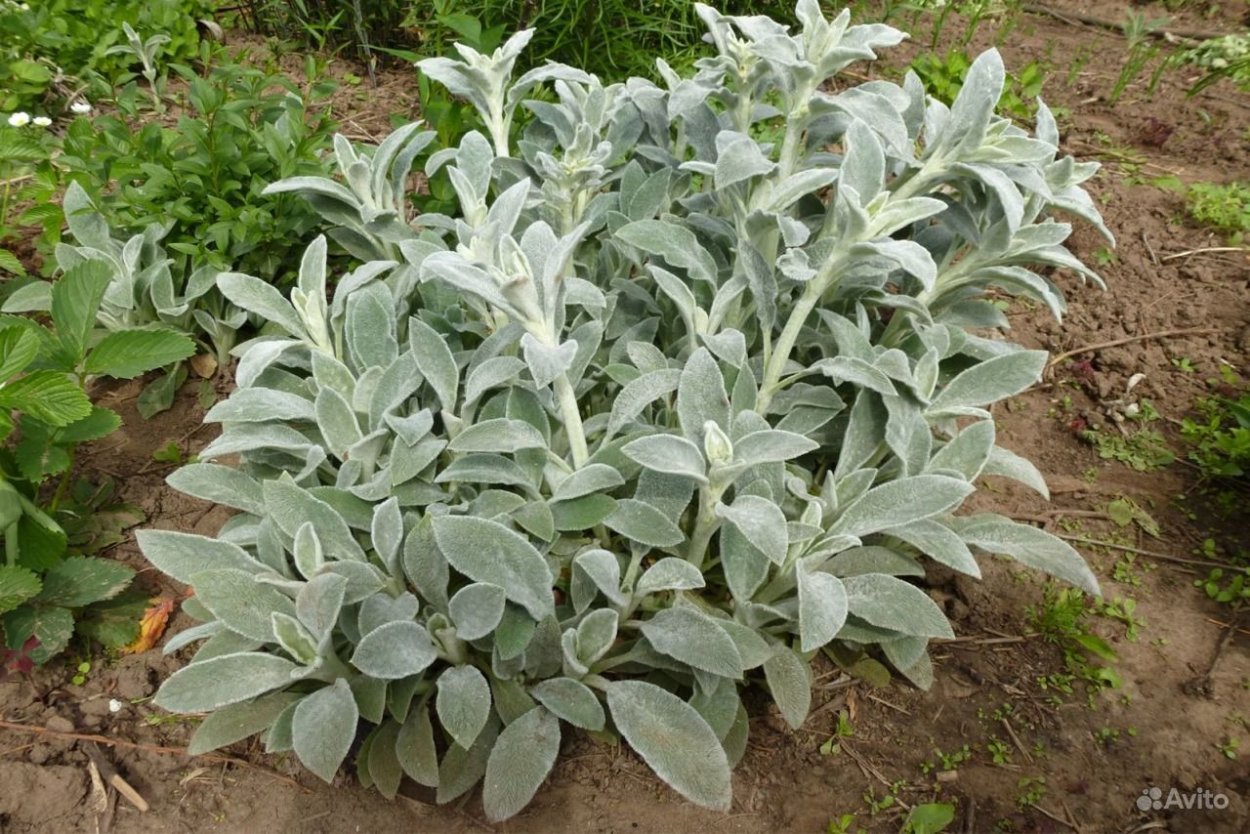 Чистец Византийский стахис