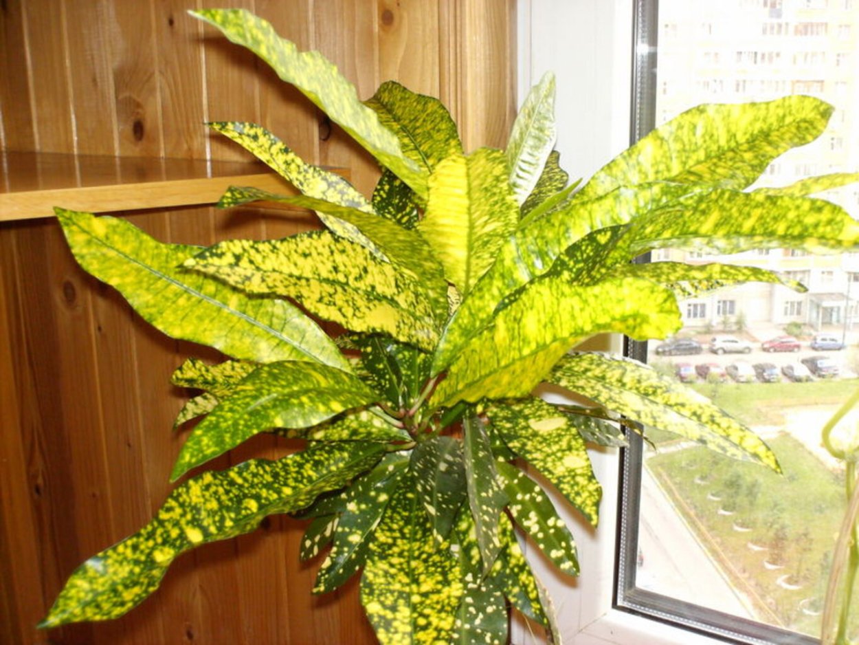 Пятнистая Пальма Кодиеум Кротон