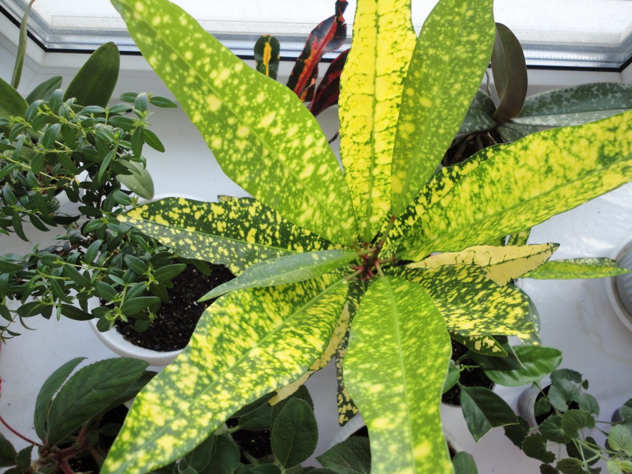 Кротон Голден ринг