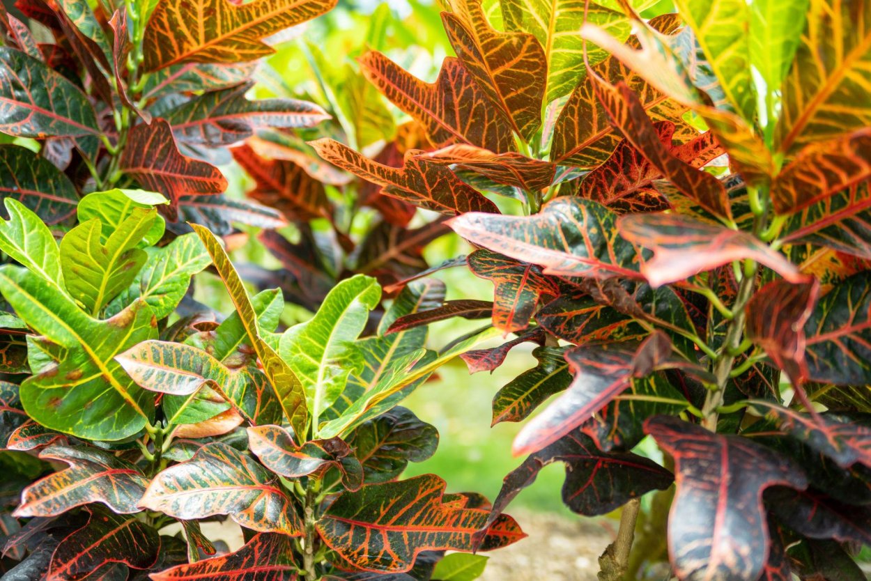 Кодиеум с красными листьями