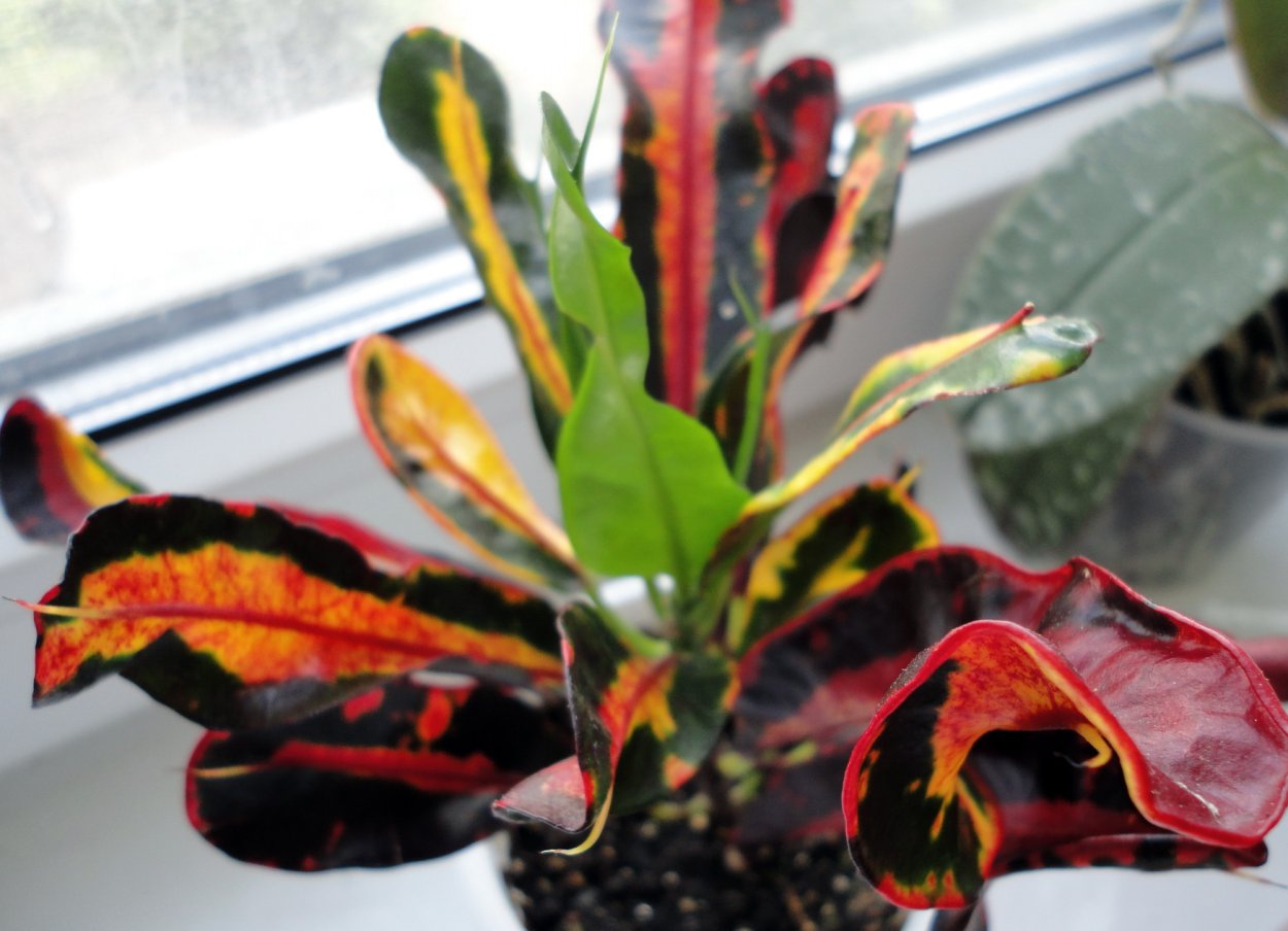 Кротон Квин Виктория