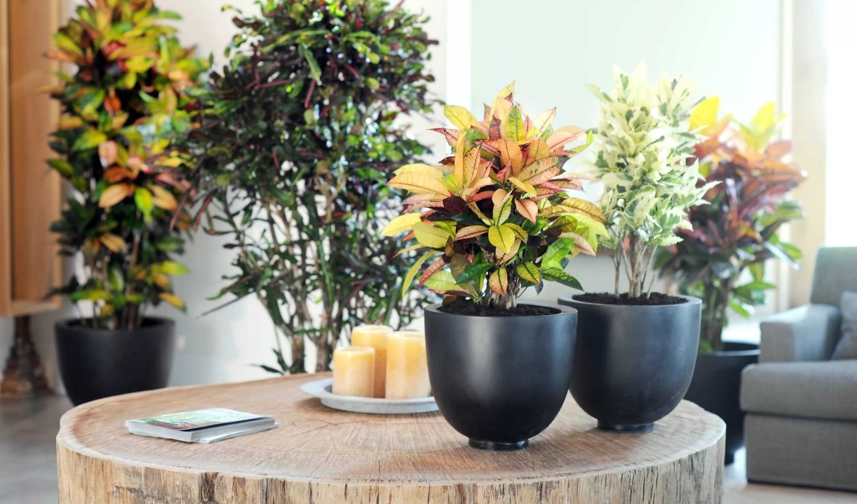 Кодиеум в интерьере