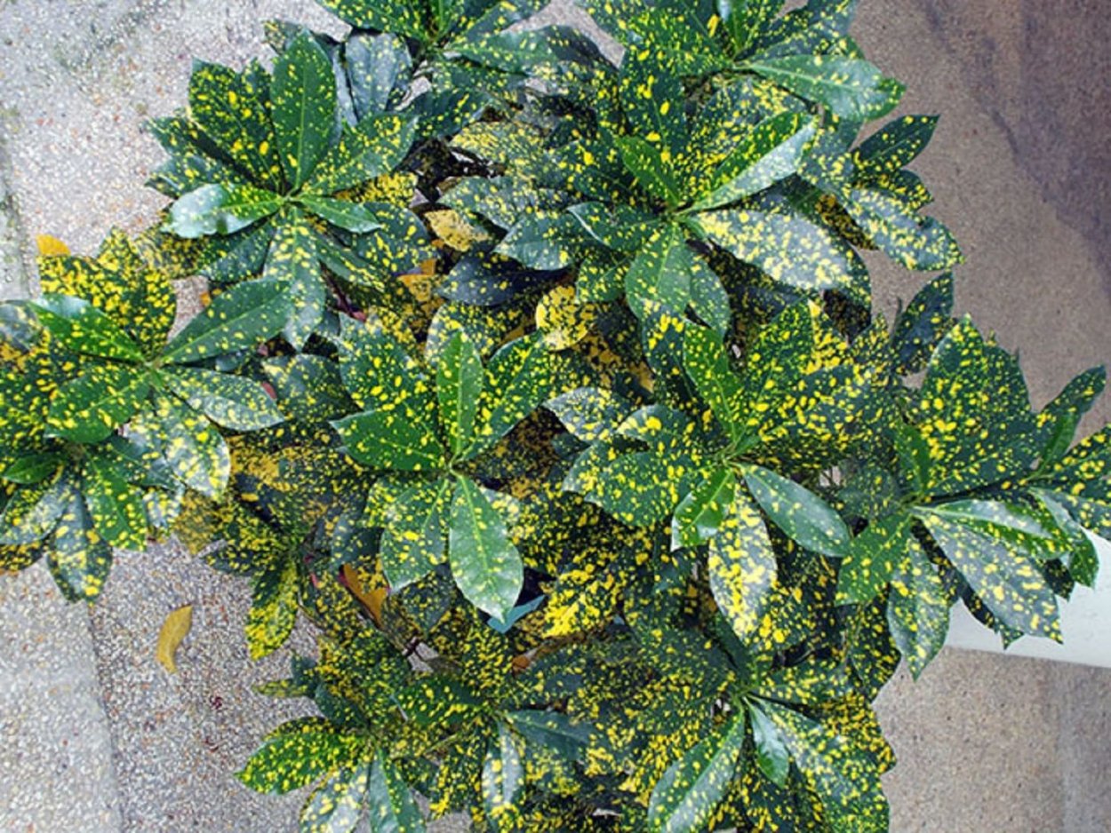 Кротон Звездная пыль