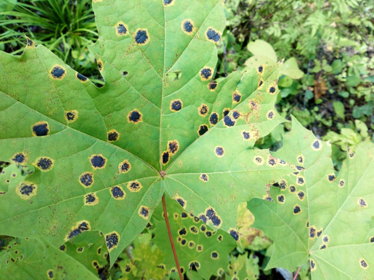 Черная пятнистость листьев клена