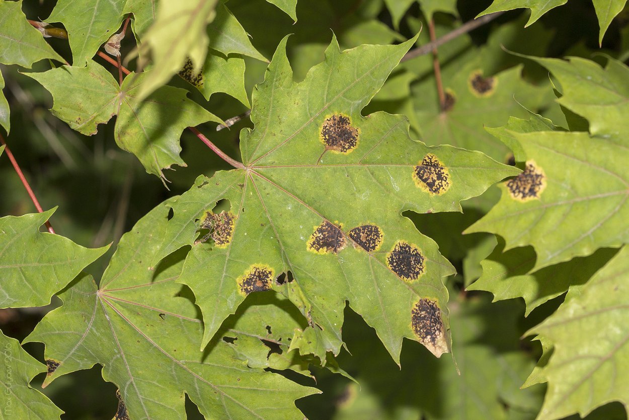 Черная пятнистость клена