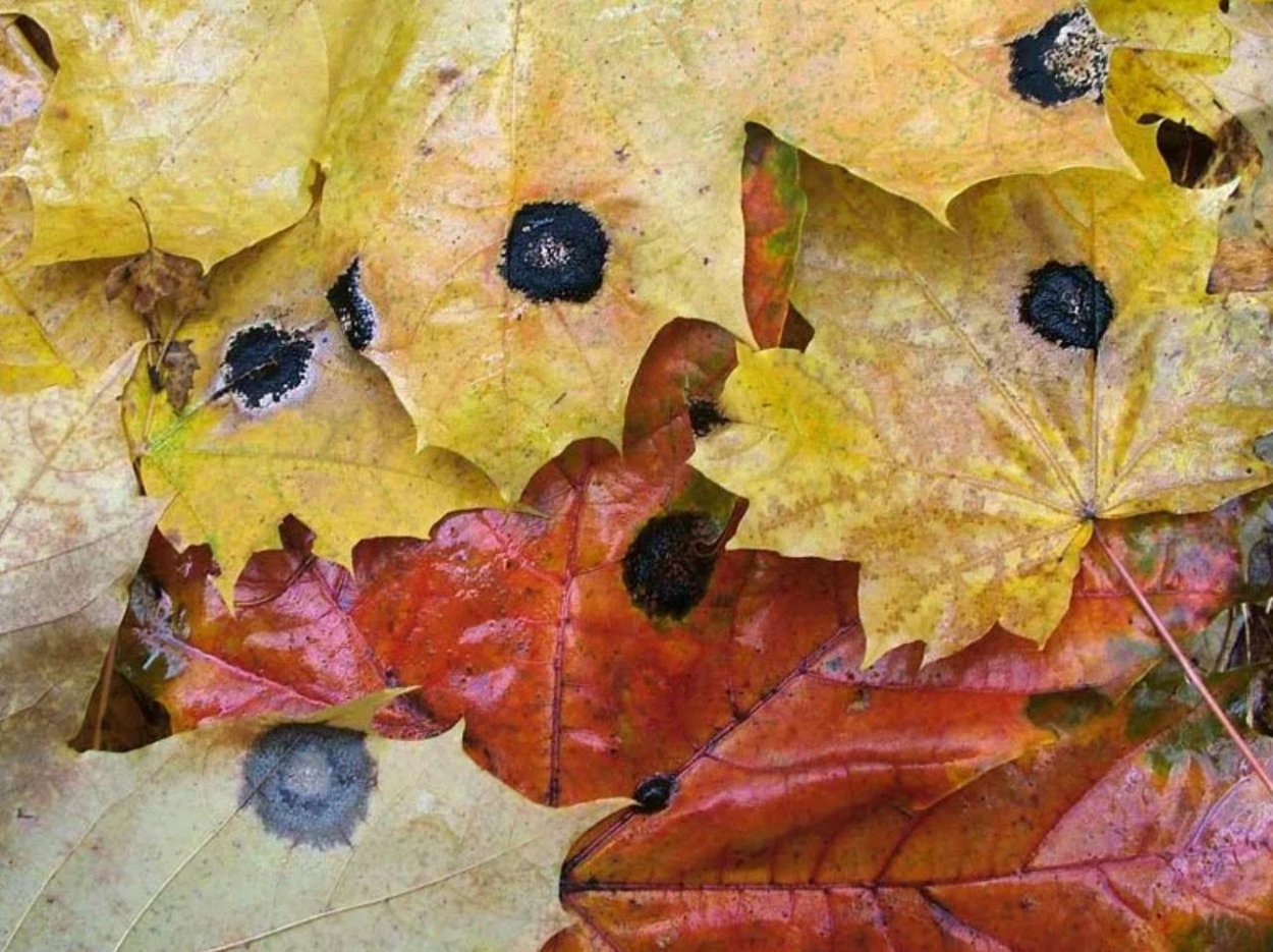 Черная пятнистость листьев клена