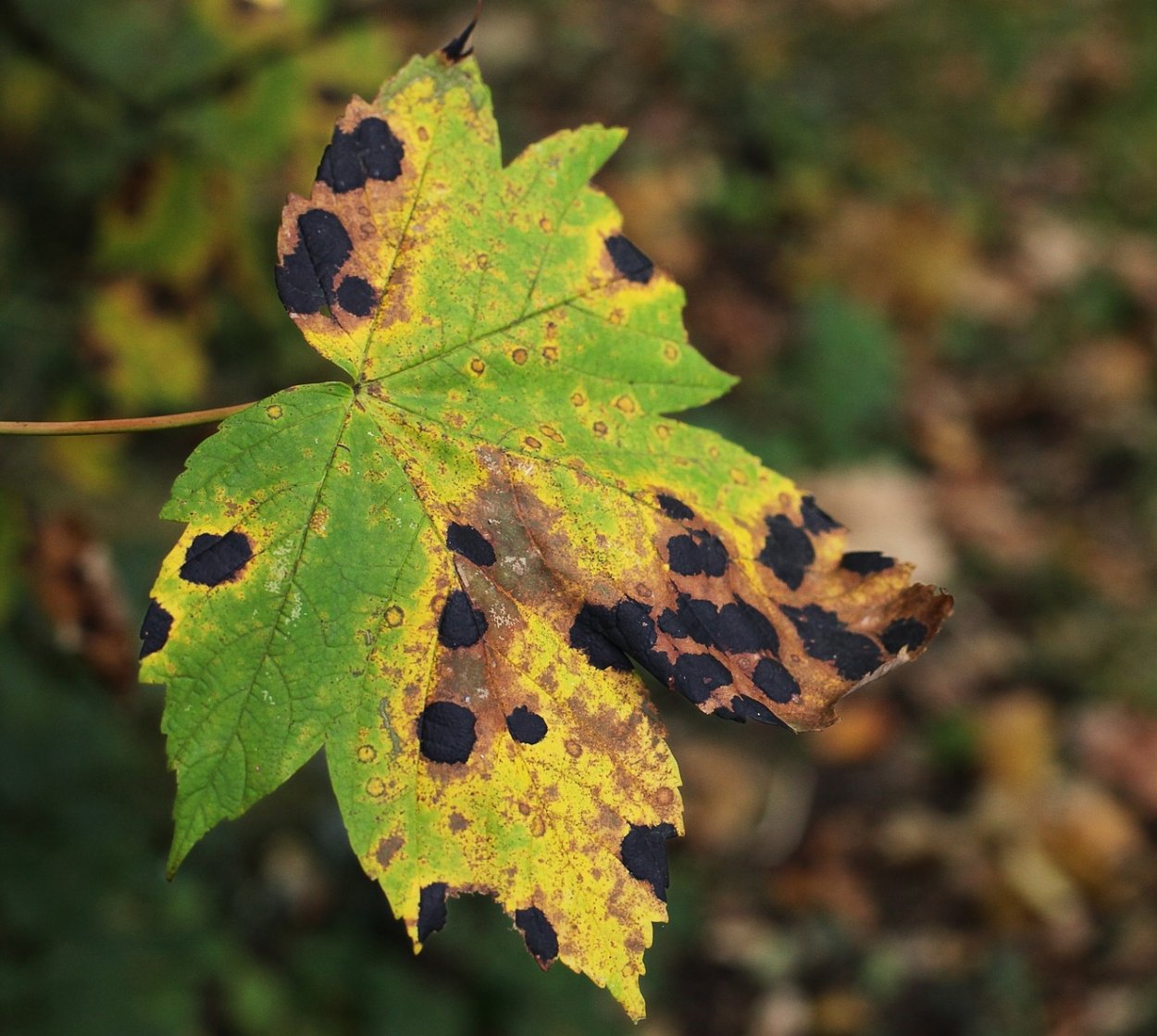 Ритисма Кленовая